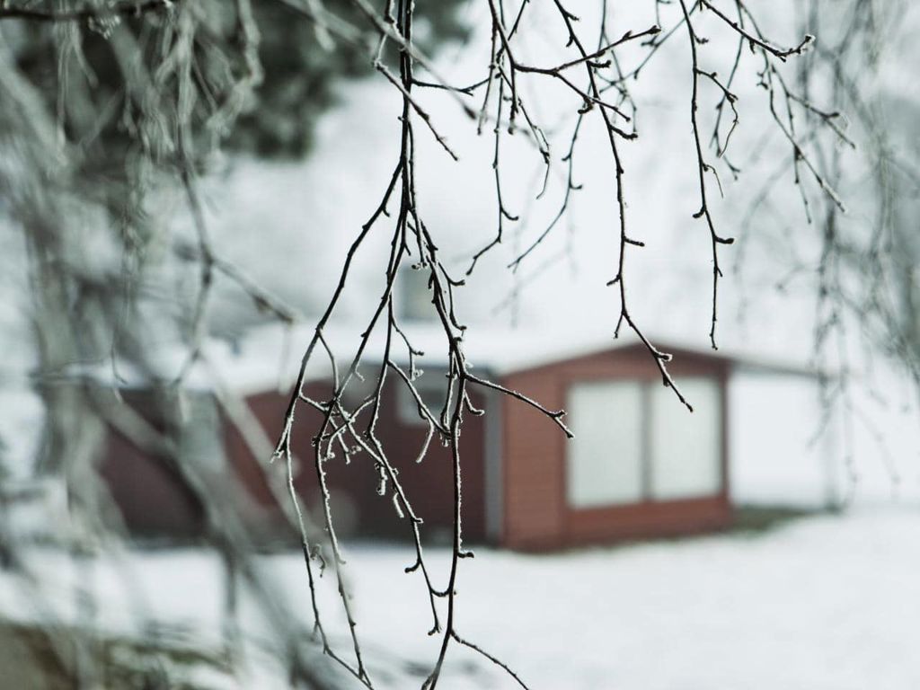 Tryg vinter træ