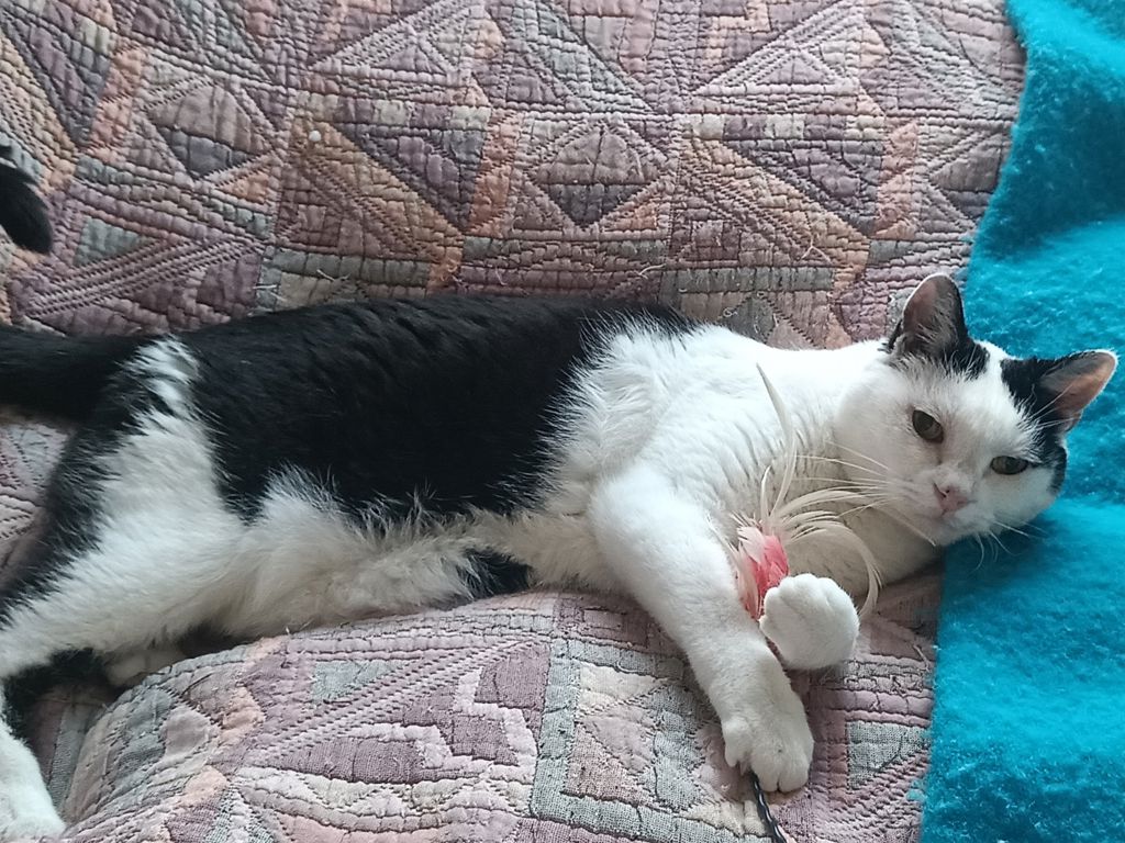 En sort og hvid kat, der ligger på en seng