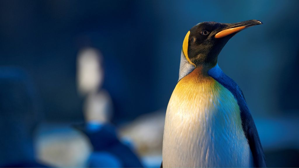 Pingvin i Odense ZOO, Foto: Ard Jongsma