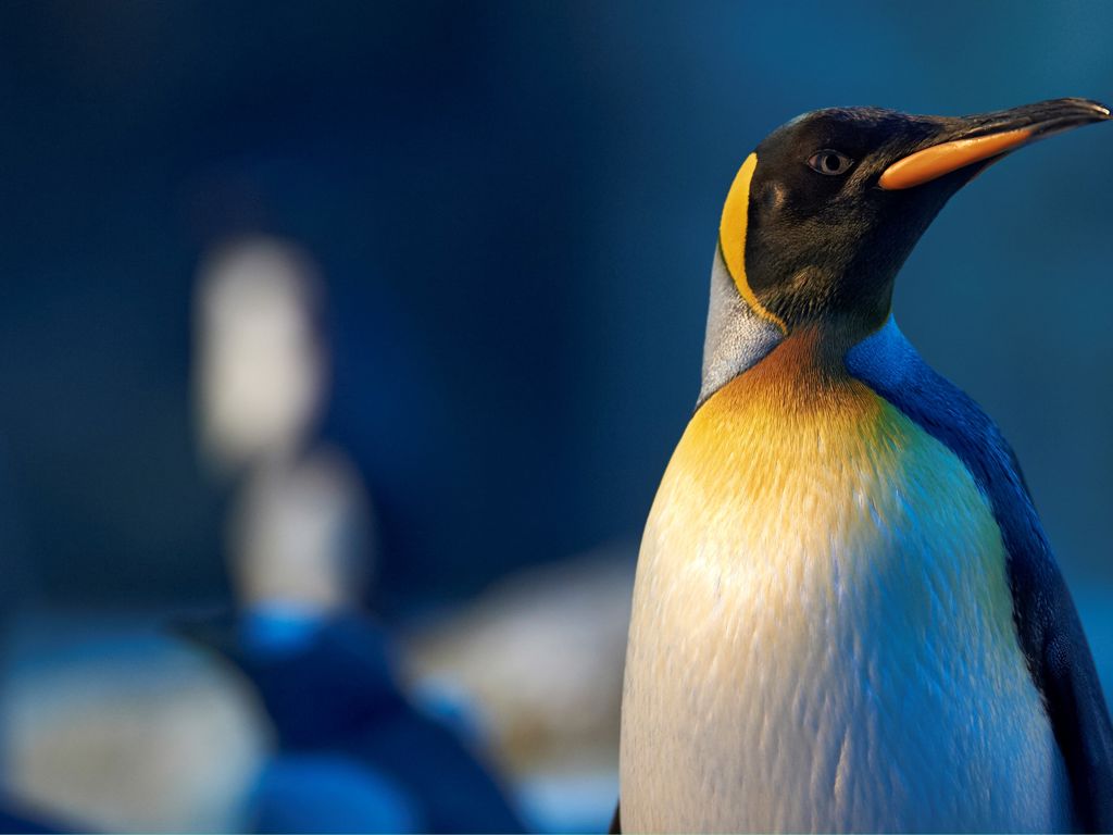 Pingvin i Odense ZOO, Foto: Ard Jongsma
