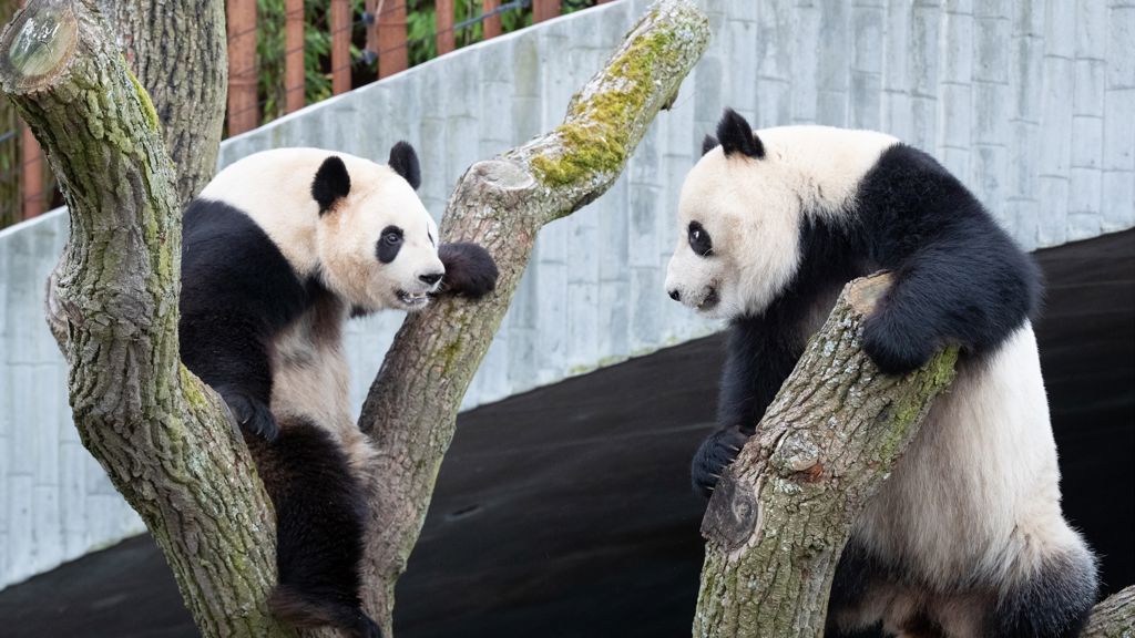Pandaer København Zoo, Foto: Frank Rønsholt