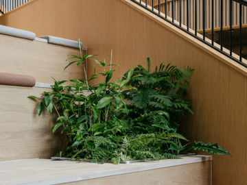 Plante på trappe i AL Huset